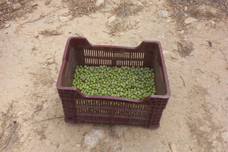 Mersin'de zeytin hırsızlığı artıyor, &uuml;reticiler bah&ccedil;elerde n&ouml;bet tutuyor