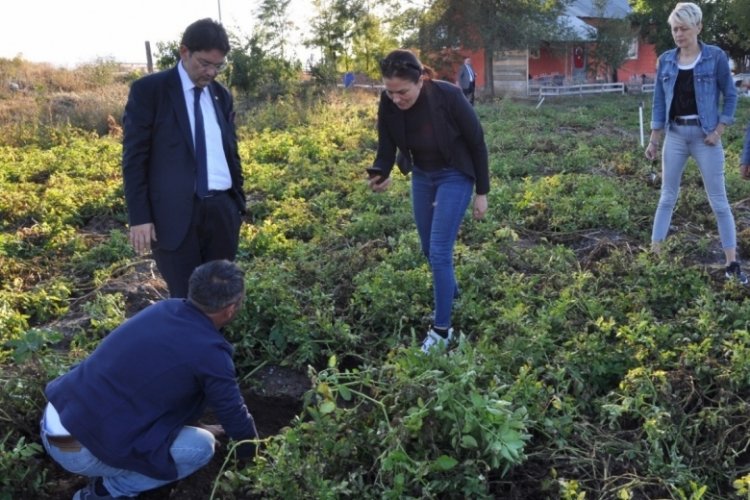 Erzurum Ticaret Borsası, mor patates &uuml;retimine y&ouml;neliyor