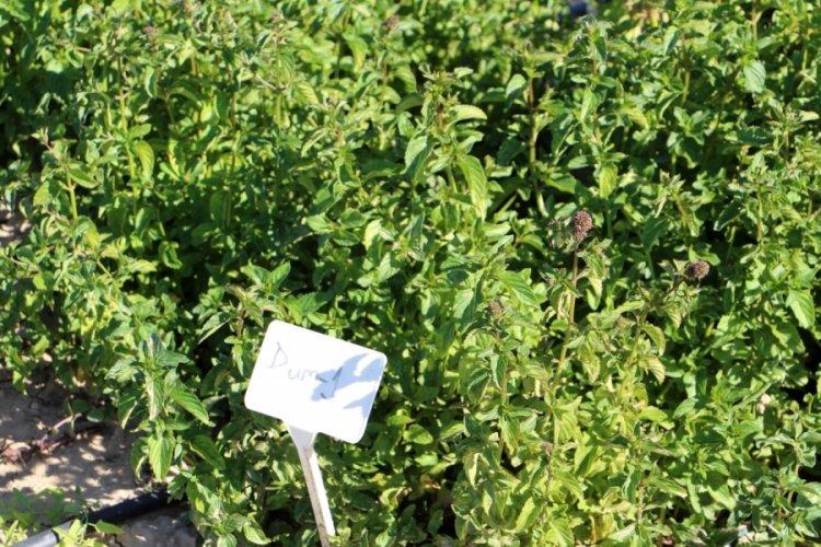 Isparta'da T&uuml;rkiye'nin en zengin nane koleksiyonu bah&ccedil;esi oluşturuldu