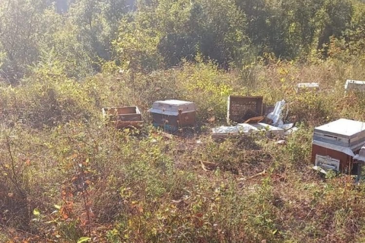Kastamonu'da ayı, iki arı kovanını par&ccedil;aladı