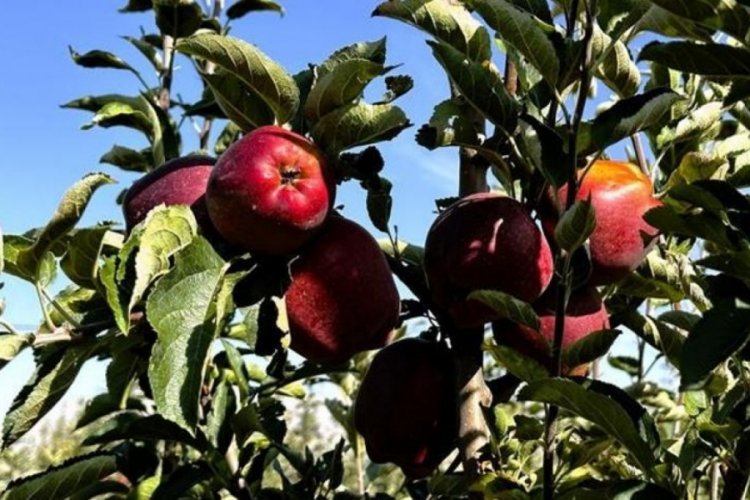 Tarlada 5 lira olan elmanın fiyatı markette 30 liraya kadar &ccedil;ıkıyor