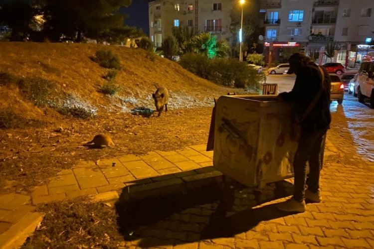 İzmir'de domuz s&uuml;r&uuml;leri bu defa Bal&ccedil;ova'ya indi