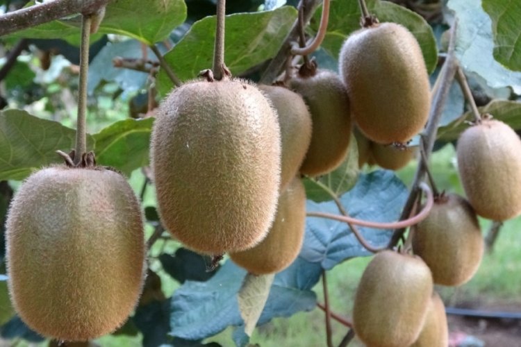 Ordu kivisinin fiyatı belirlendi: 90 gram &uuml;st&uuml; 20 TL