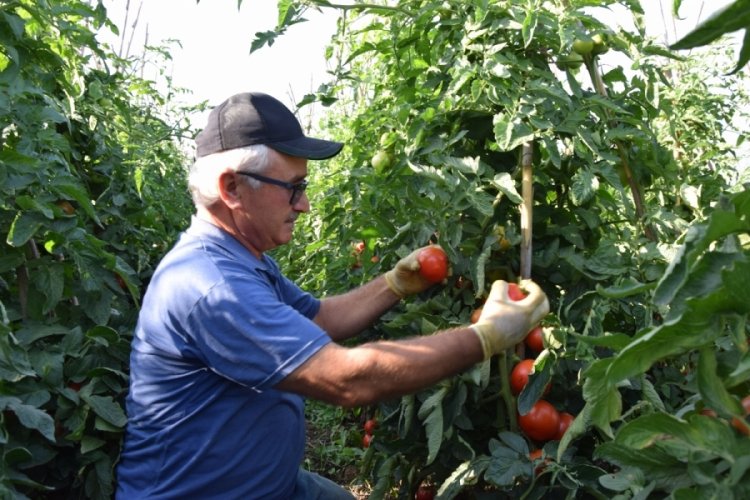 Bilecik'te domatesin hasadına başlandı