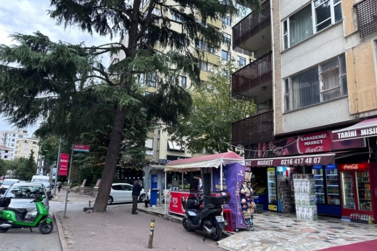 İstanbul'da ağa&ccedil;ta mahsur kalan kedi kurtarıldı