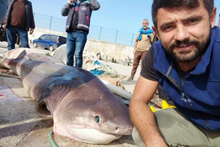 Gemlik k&ouml;rfezinde balık&ccedil;ıların ağına 1 tonluk 3.5 metre boyunda k&ouml;pekbalığı takıldı