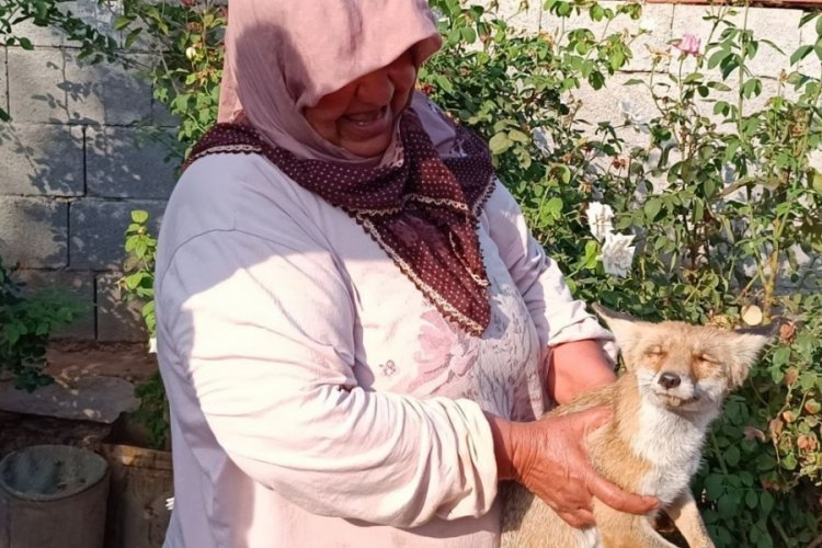 Gaziantep'te yolda bulduğu yaralı tilkiyi evine g&ouml;t&uuml;rerek besledi