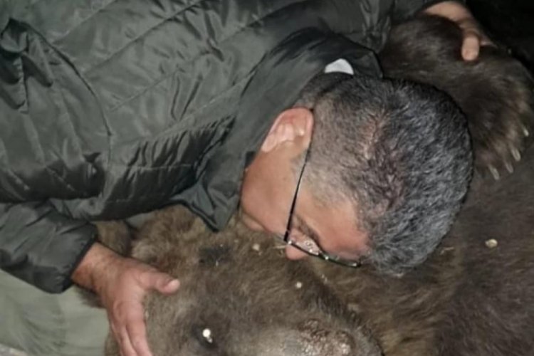 Tır &ccedil;arpması sonucu &ouml;len ayıya sarılıp, &ouml;pt&uuml;