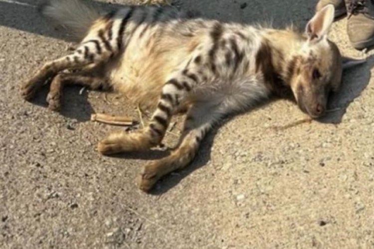 Batman'da yolun ortasında &ouml;l&uuml; halde &ccedil;izgili sırtlan bulundu