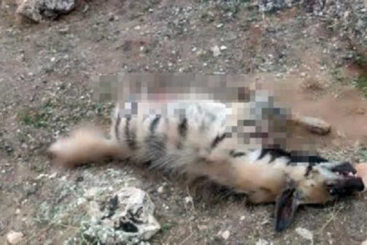 Mardin'de kırmızı listedeki &ccedil;izgili sırtlan &ouml;l&uuml; bulundu!