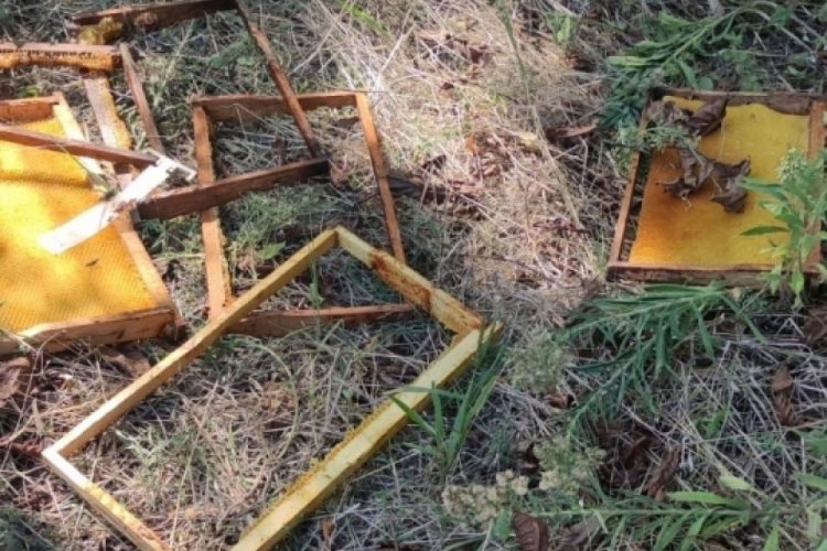 Sinop'ta bah&ccedil;eye giren ayılar arı kovanlarına ve &ccedil;evreye zarar verdi