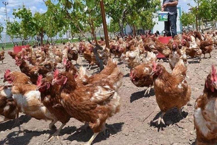 K&uuml;mes hayvancılığı &uuml;retimi, Ağustos 2023