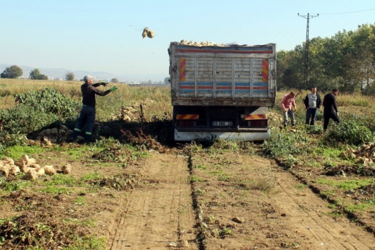 Bursalı &ccedil;ift&ccedil;i pancar şekeri fiyatından memnun değil