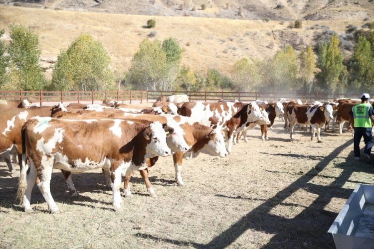 Bakan Yumaklı, Malatya'da b&uuml;y&uuml;kbaş hayvan dağıtım t&ouml;reninde konuştu
