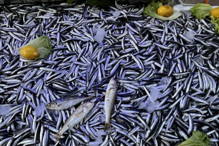 Sinop'ta hamsi bereketi: Kilosu 50 lira