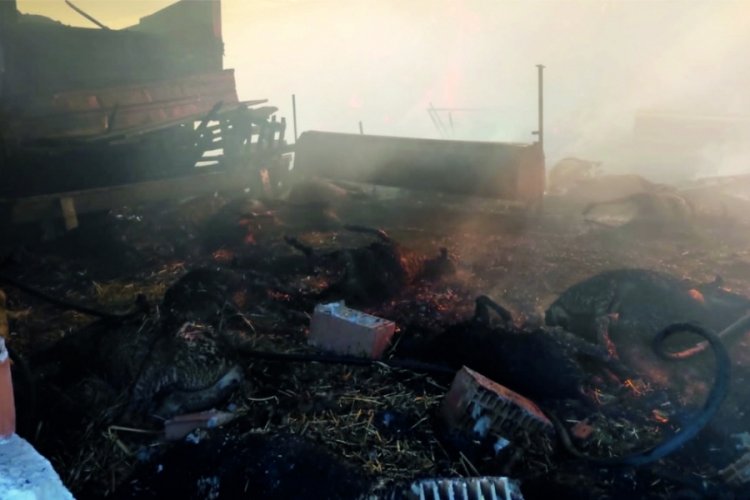 Bursa'da koyun ağılında yangın &ccedil;ıktı! 44 hayvan telef oldu