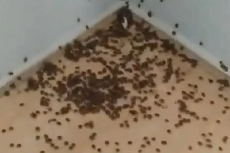 Karadeniz'de istilacı b&ouml;cek m&uuml;cadelesi!