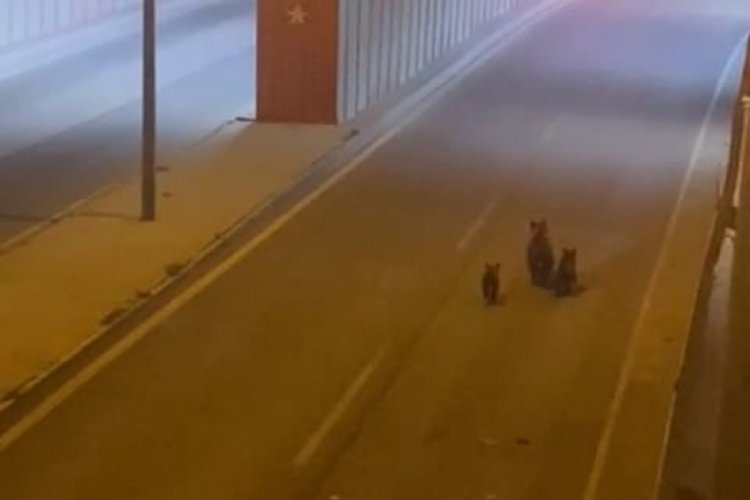 Karab&uuml;k'te ayı yavrularıyla şehre indi