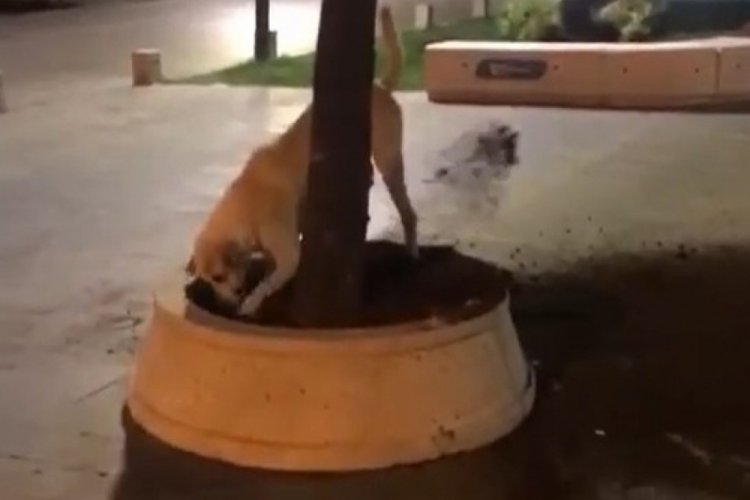 Kocaeli'nde kazılan topraklar ekipleri harekete ge&ccedil;irmişti, bakın altından ne &ccedil;ıktı?