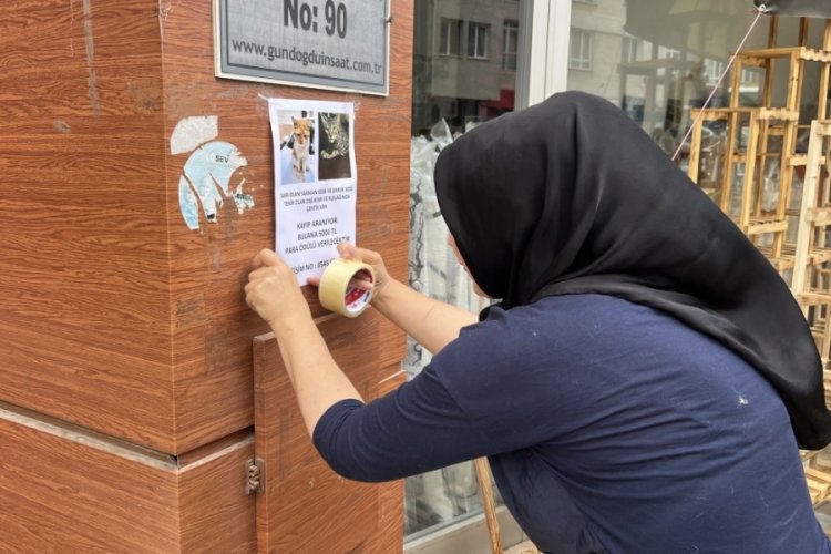 Eskişehir'de kedilerini bulana 5 bin lira verecek