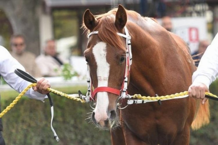 Malatya'da Safkan Arap tayı a&ccedil;ık artırma yoluyla 5 milyona satıldı