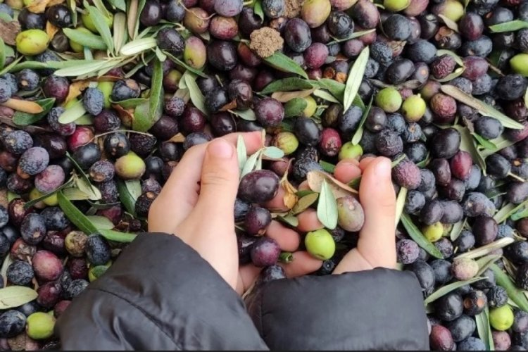 1 kilo zeytinin maliyeti 45 TL! ''Gözler şimdi Marmarabirlik'in belirleyeceği alım fiyatlarında''