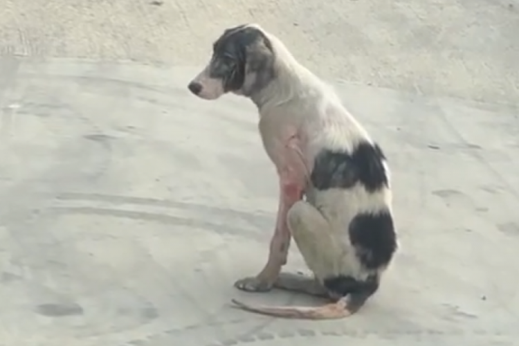 Bursa'da sıkıntılı durumdaki k&ouml;peğe yardım &ccedil;ağrısı