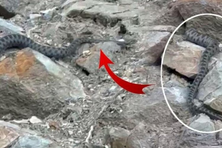 Kış uykusuna yatmak i&ccedil;in yuva arayan yılan g&ouml;r&uuml;nt&uuml;lendi