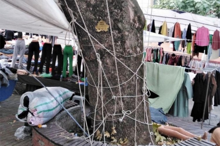 Bursa'da tarihi ağaca zarar!