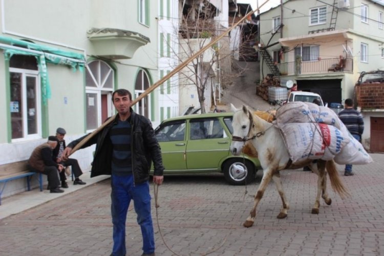 Aydın'da tarımın sadık yardımcıları: At, eşek ve katırlar