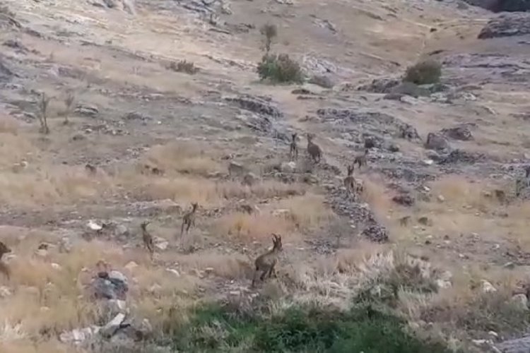 Dağ ke&ccedil;ileri s&uuml;r&uuml; halinde Harput'ta g&ouml;r&uuml;nt&uuml;lendi
