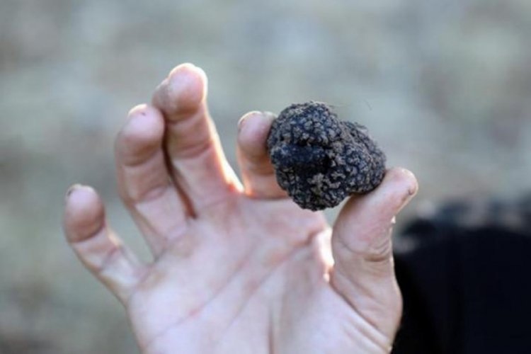 Kilosu 3 bin euro! Sadece &ouml;zel eğitimli k&ouml;pekler bulabiliyor