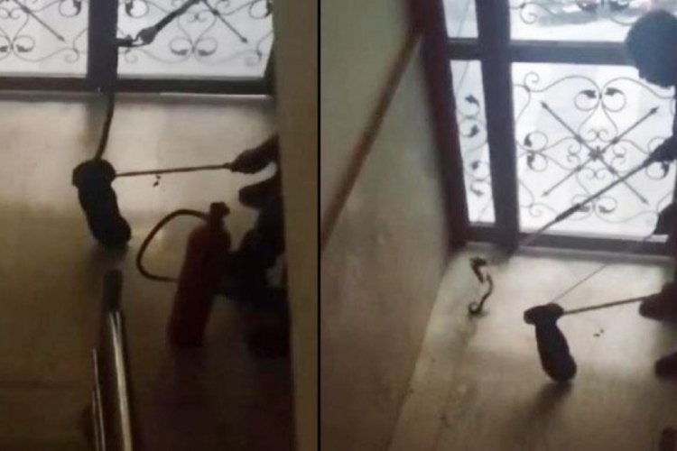 Şanlıurfa'da yılan alarmı! Binaya girdiğini fark edip telefona sarıldılar
