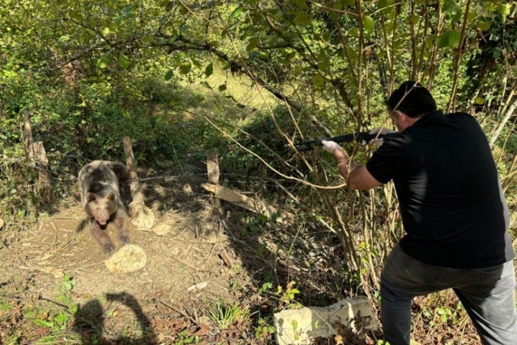 Bartın'da ayı kurtarma operasyonu