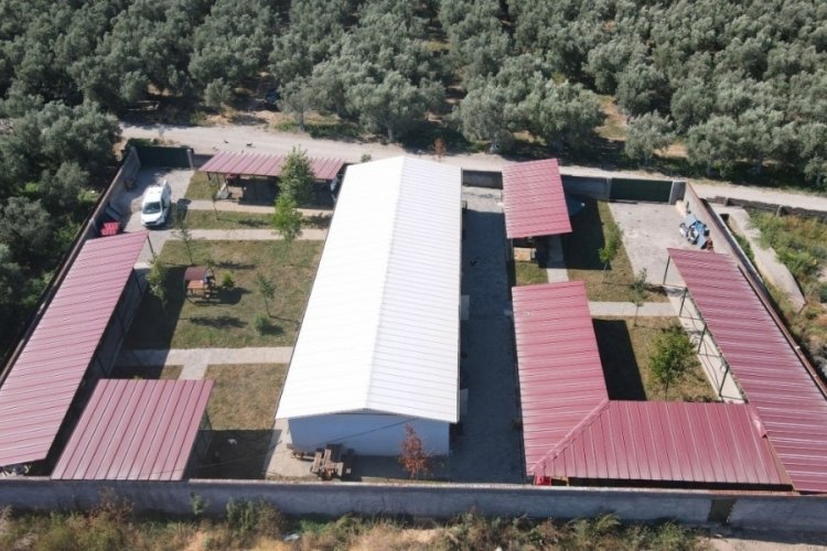 Bursa İznik'te sokak hayvanları i&ccedil;in tam teşekk&uuml;ll&uuml; merkez