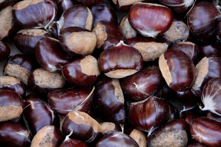 Manisa'da kestane hasadı başladı: 750 ton kestane rekoltesi bekleniyor