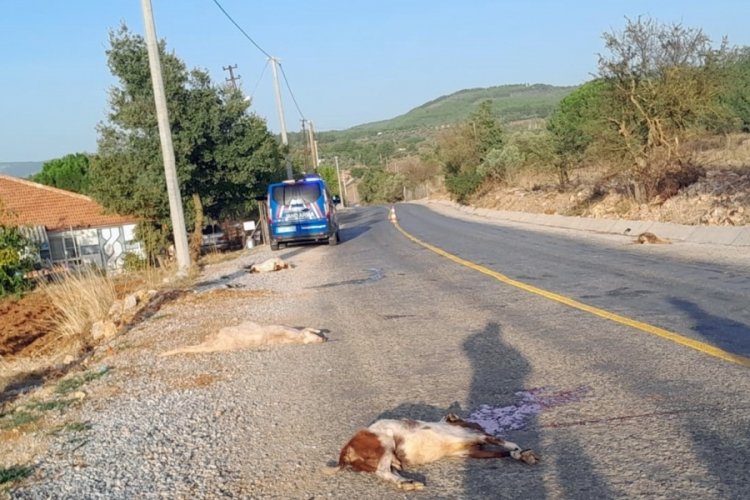 Muğla'da otomobil ke&ccedil;i s&uuml;r&uuml;s&uuml;ne &ccedil;arptı