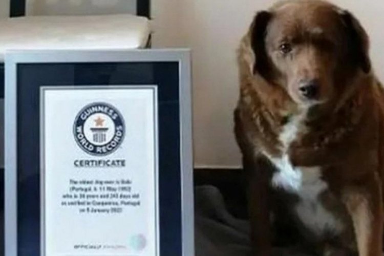 D&uuml;nyanın en yaşlı k&ouml;peği Bobbi hayata veda etti