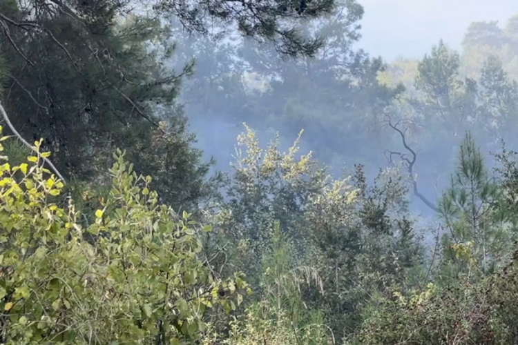 Antalya'da &ccedil;ıkan orman yangını kontrol altına alındı