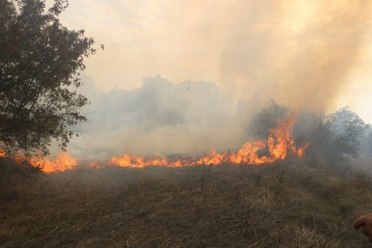 Edirne'de ağa&ccedil;lık alana sı&ccedil;rayan yangın s&ouml;nd&uuml;r&uuml;ld&uuml;