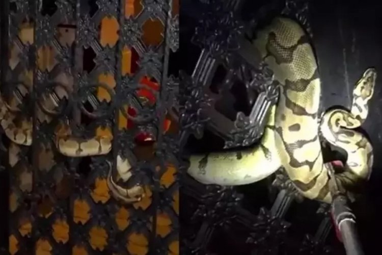 Antalya'da bir evin bah&ccedil;e kapısına piton dolandı