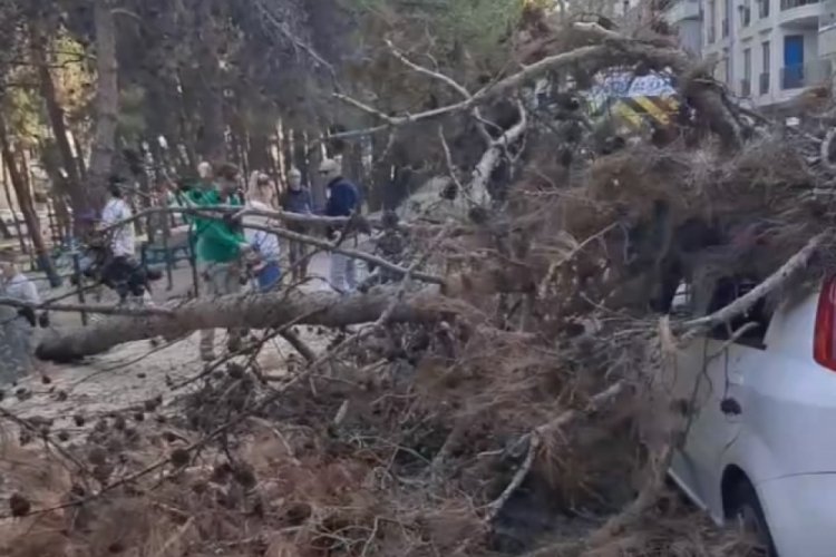 Bursa'da &ccedil;&uuml;r&uuml;k ağa&ccedil; budanırken otomobilin &uuml;zerine devrildi