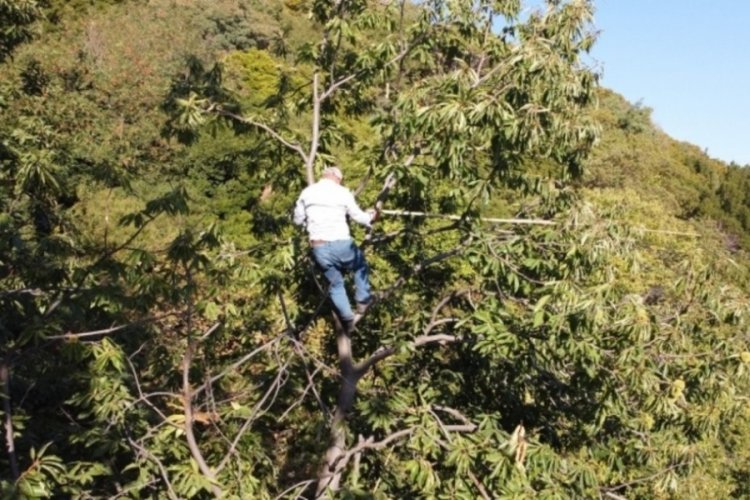 İzmir'de kestanede hasat d&ouml;nemi başladı