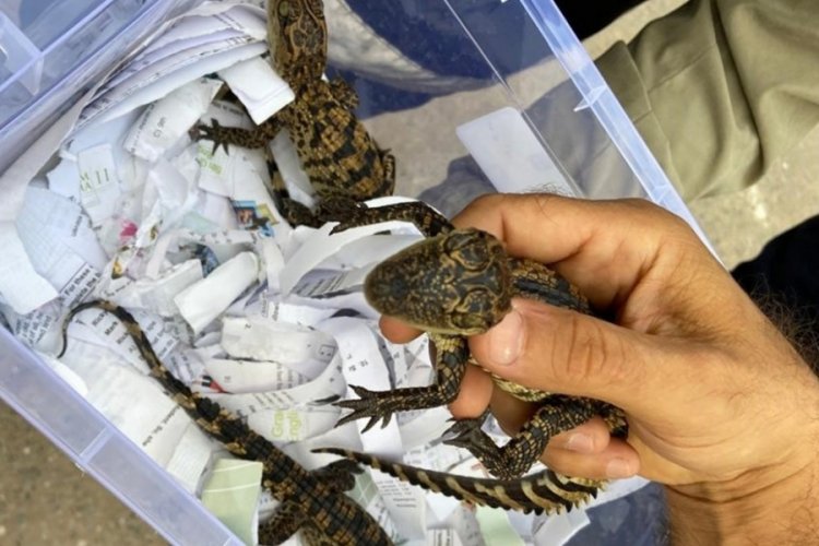 İstanbul'da evde timsah besleyen kişi yakalandı! 3 yavru Nil timsahına el konuldu