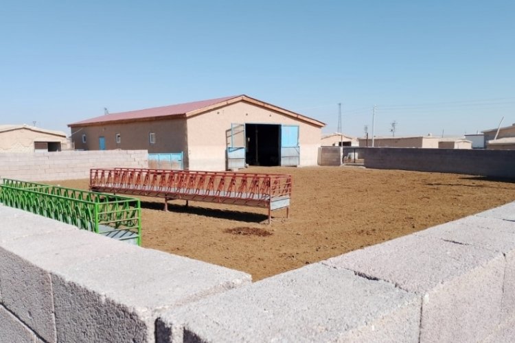 Konya'da 2 farklı ağıla giren kurtlar, 4 koyunu telef etti