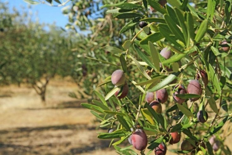 Marmarabirlik zeytin alım fiyatlarını a&ccedil;ıkladı