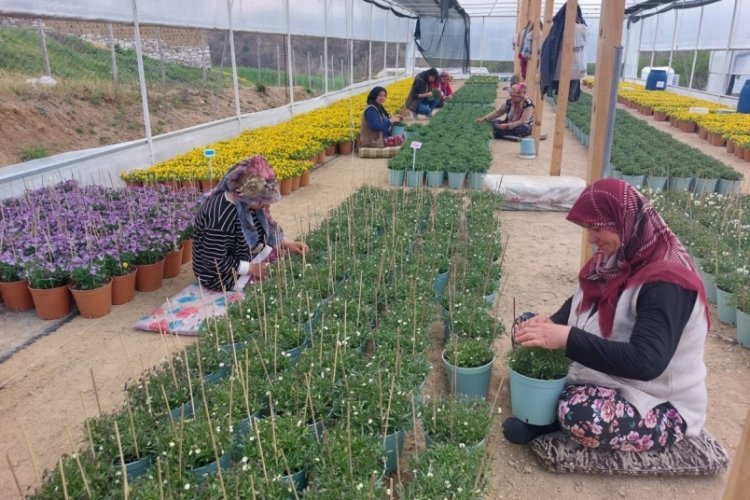 Bursa'da 100'den fazla kadının istihdamıyla süs bitkisi tohumu yetiştirilecek
