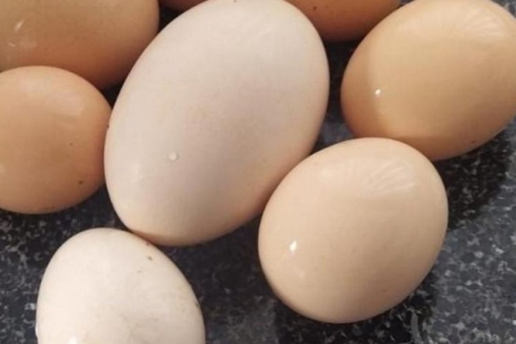 Rekabet Kurulu'ndan yumurta &uuml;reticilerine soruşturma!