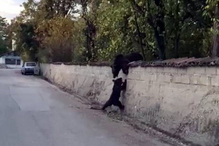 Karab&uuml;k'te ayı ve yavrusu şehre indi