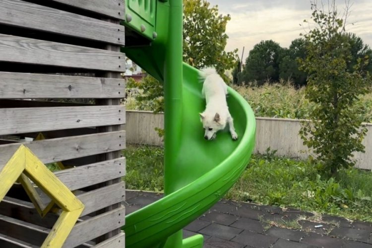 Samsun'da kaydıraktan kayan k&ouml;pek tebess&uuml;m ettirdi